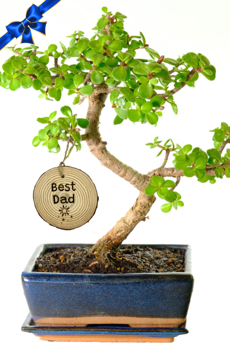 Fantastic Father's Day gift - Minimal watering Jade "Money Tree" bonsai for sale UK