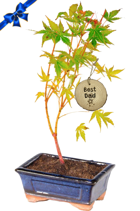 A striking Japanese Maple (Acer palmatum Katsura) bonsai tree for sale - "Best Dad" Father's Day gift!