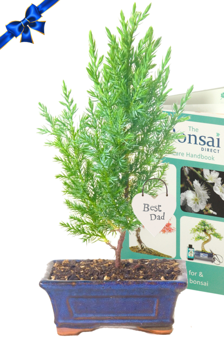 Young, evergreen outdoor Father's Day bonsai tree gift - Bonsai make the best Father's Day gifts!