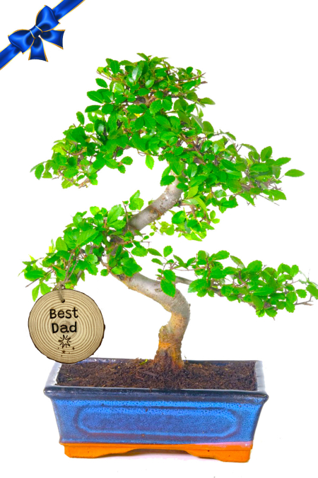 12 year old beginner friendly Father's Day gift!