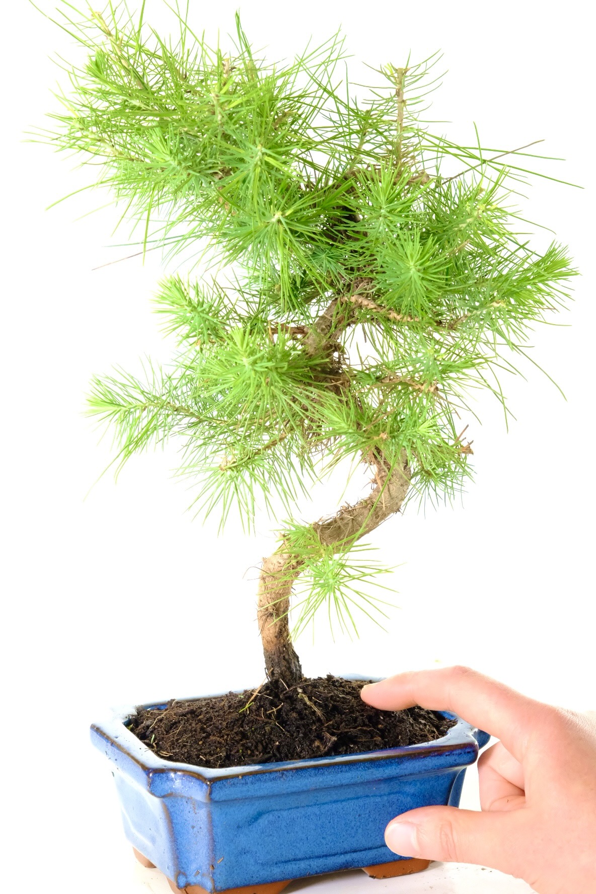 Perfect hardy bonsai for beginners