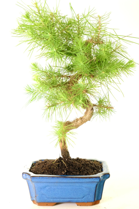 Tall and Majestic Outdoor Evergreen Bonsai