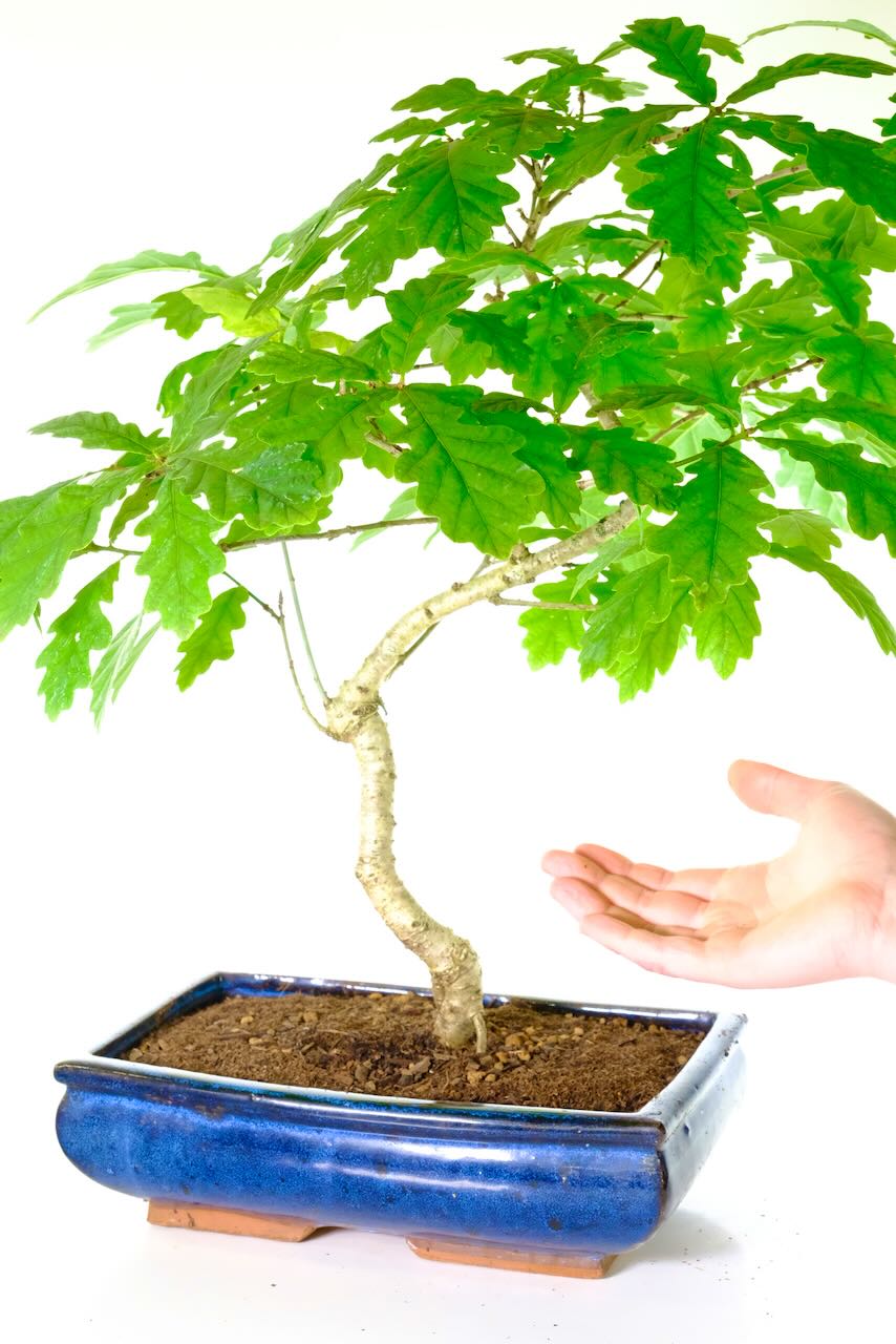 Comes potted in a traditional blue ceramic pot and FREE next working day delivery