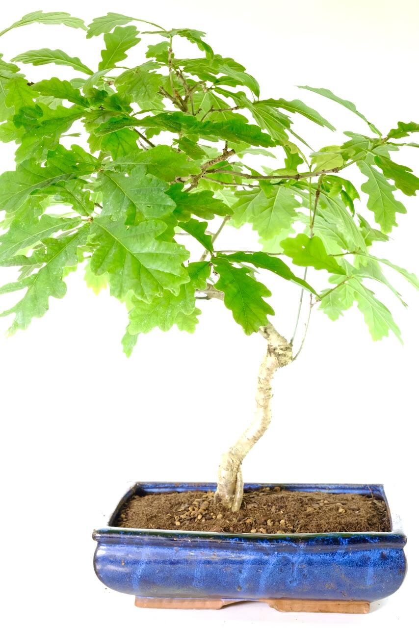 Large outdoor deciduous Oak bonsai tree for sale UK