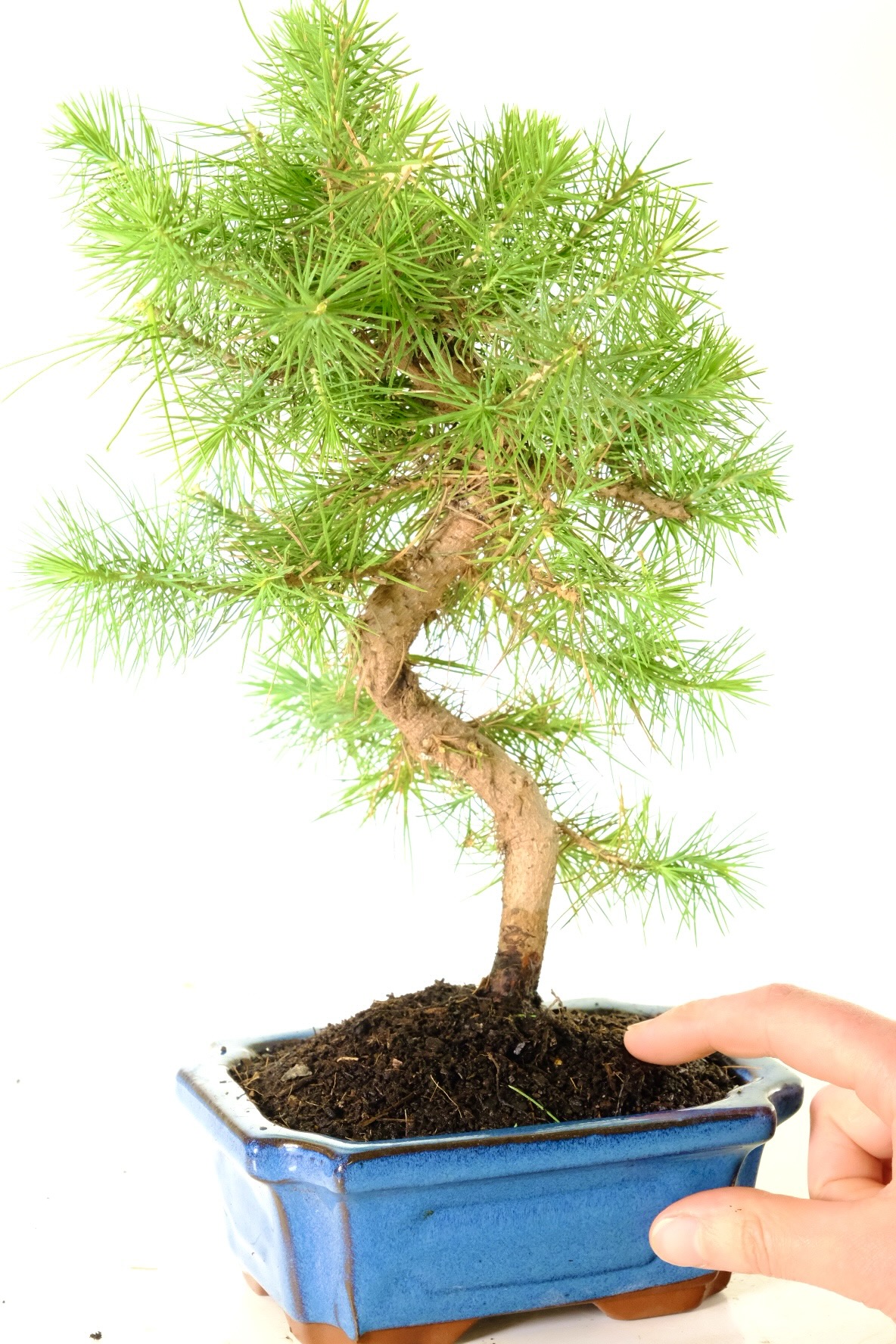 Comes potted in a denim blue ceramic pot - FREE UK delivery is available!