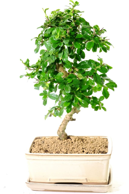 Stunning Indoor Flowering Fukien Tea Tree Bonsai - Timeless Beauty