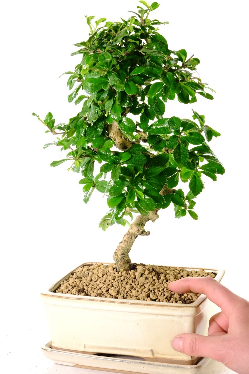 Softly curving trunk of this Carmona bonsai tree in cream pot