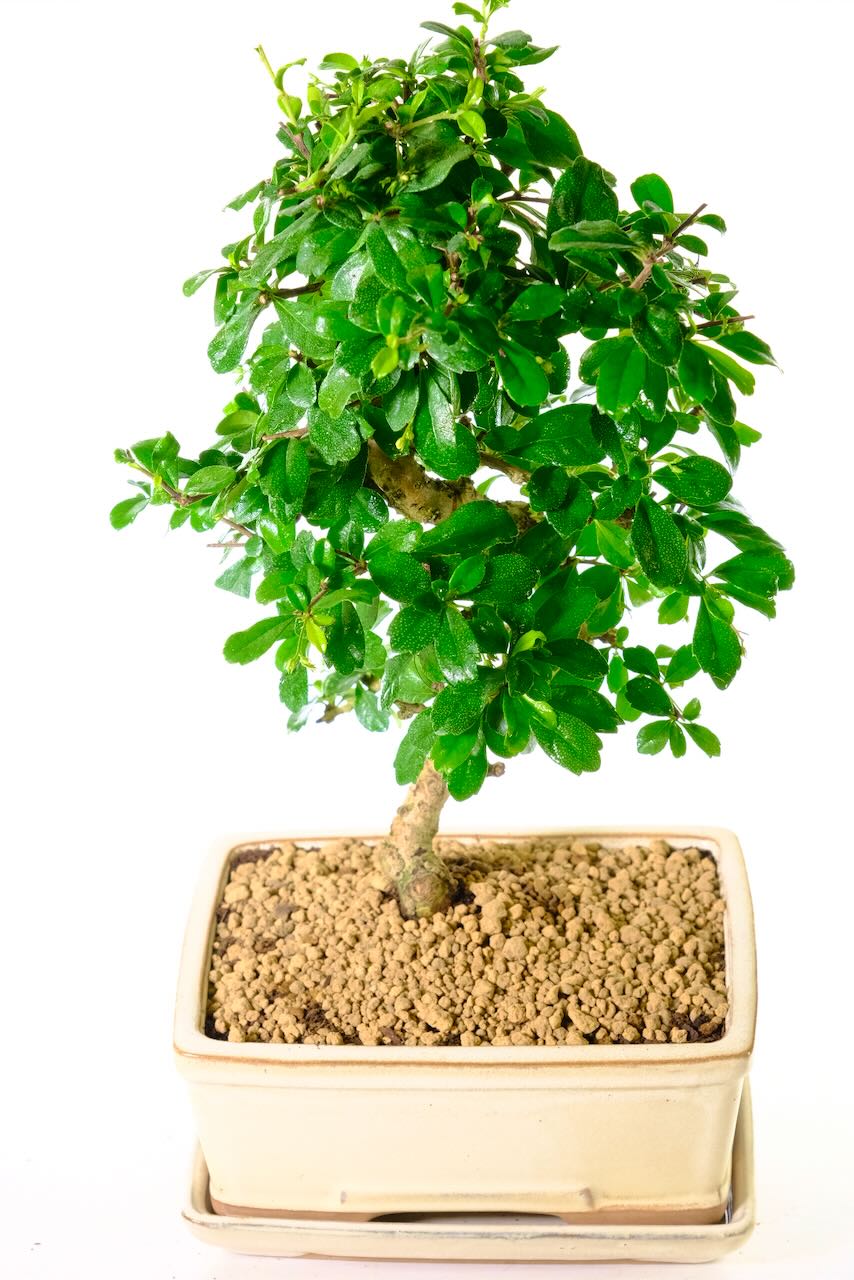 Timeless Elegance: Gorgeous Flowering Fukien Tea Tree Bonsai - A Living Masterpiece.