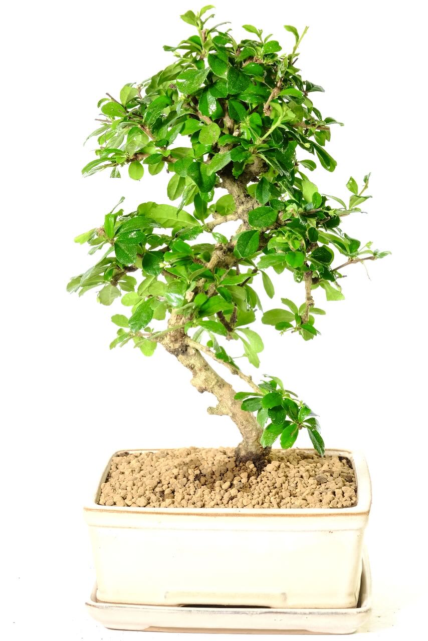A Stunning Flowering Carmona Bonsai Tree With Dainty White Summer Flowers