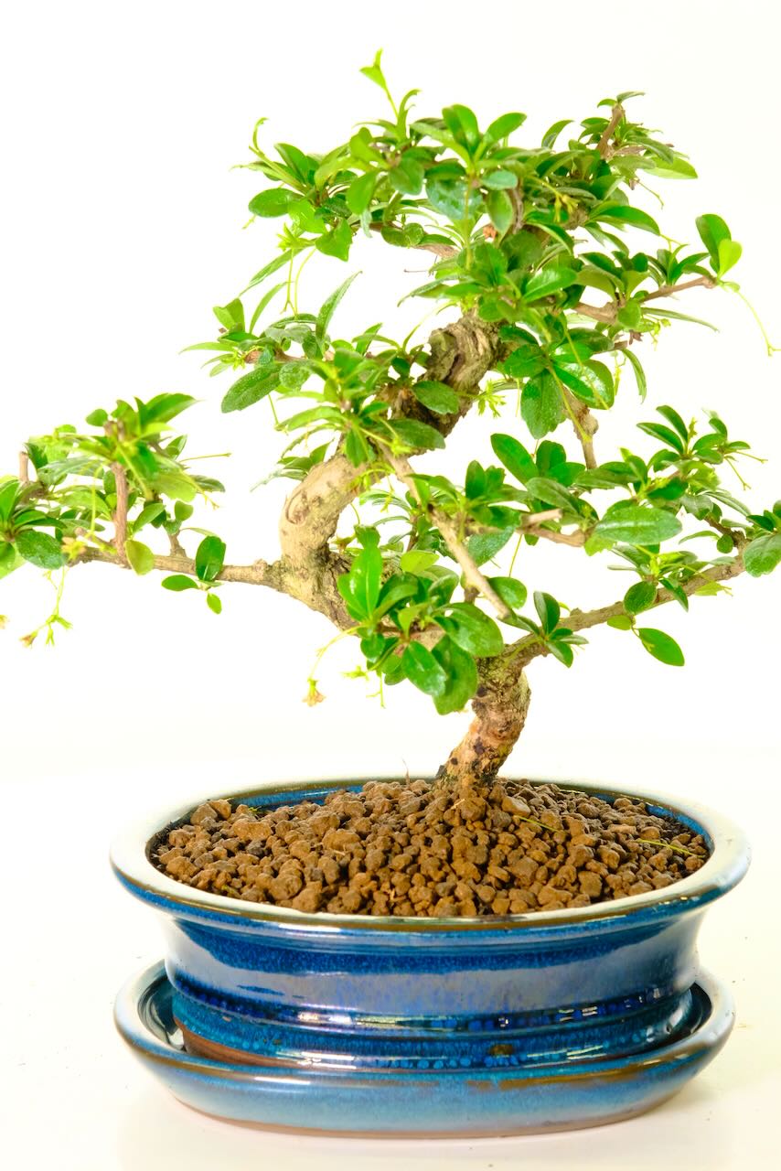 FREE fast bonsai delivery to most of the UK