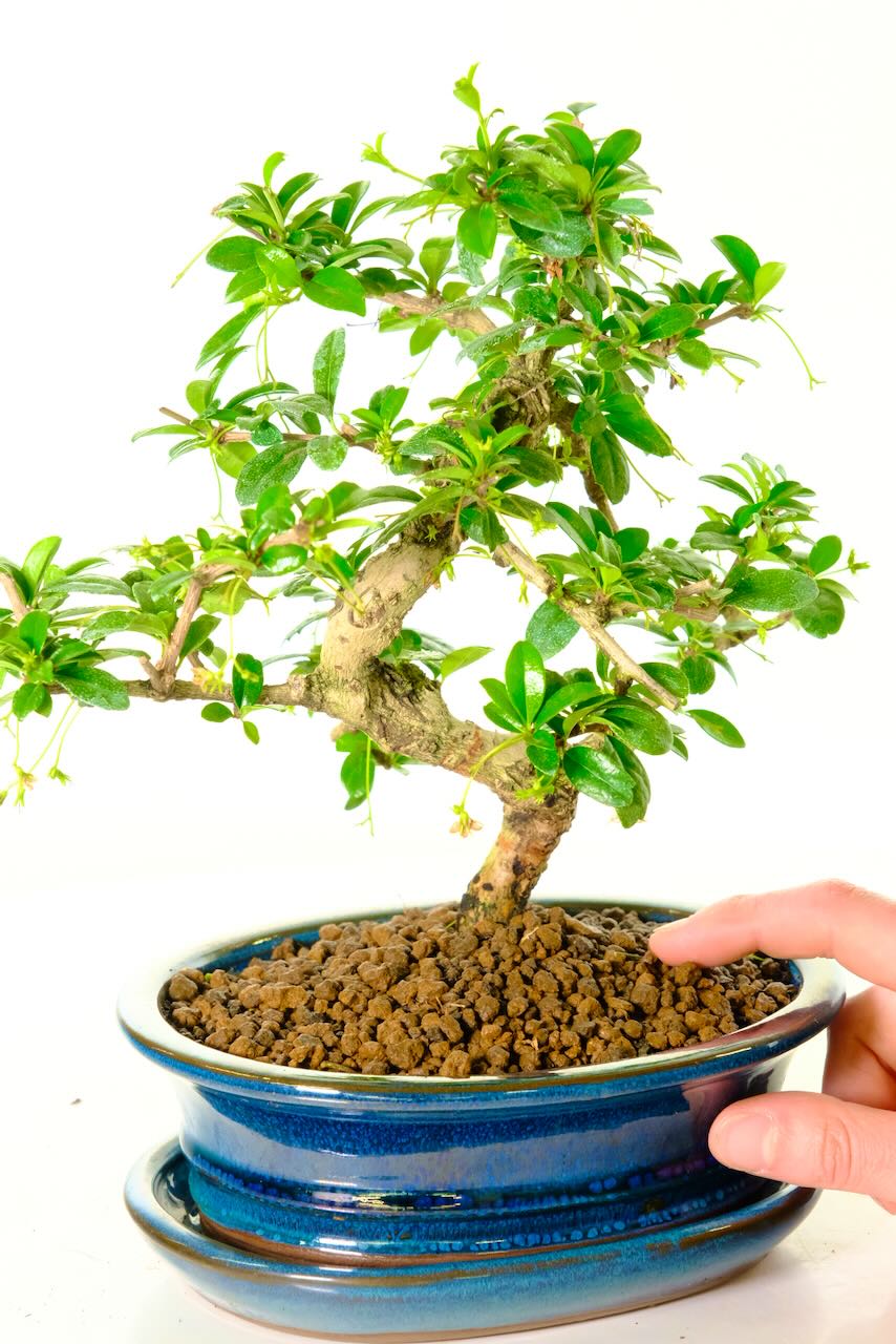 Beautifully Artistic Flowering Indoor Fukien Tea Tree Bonsai