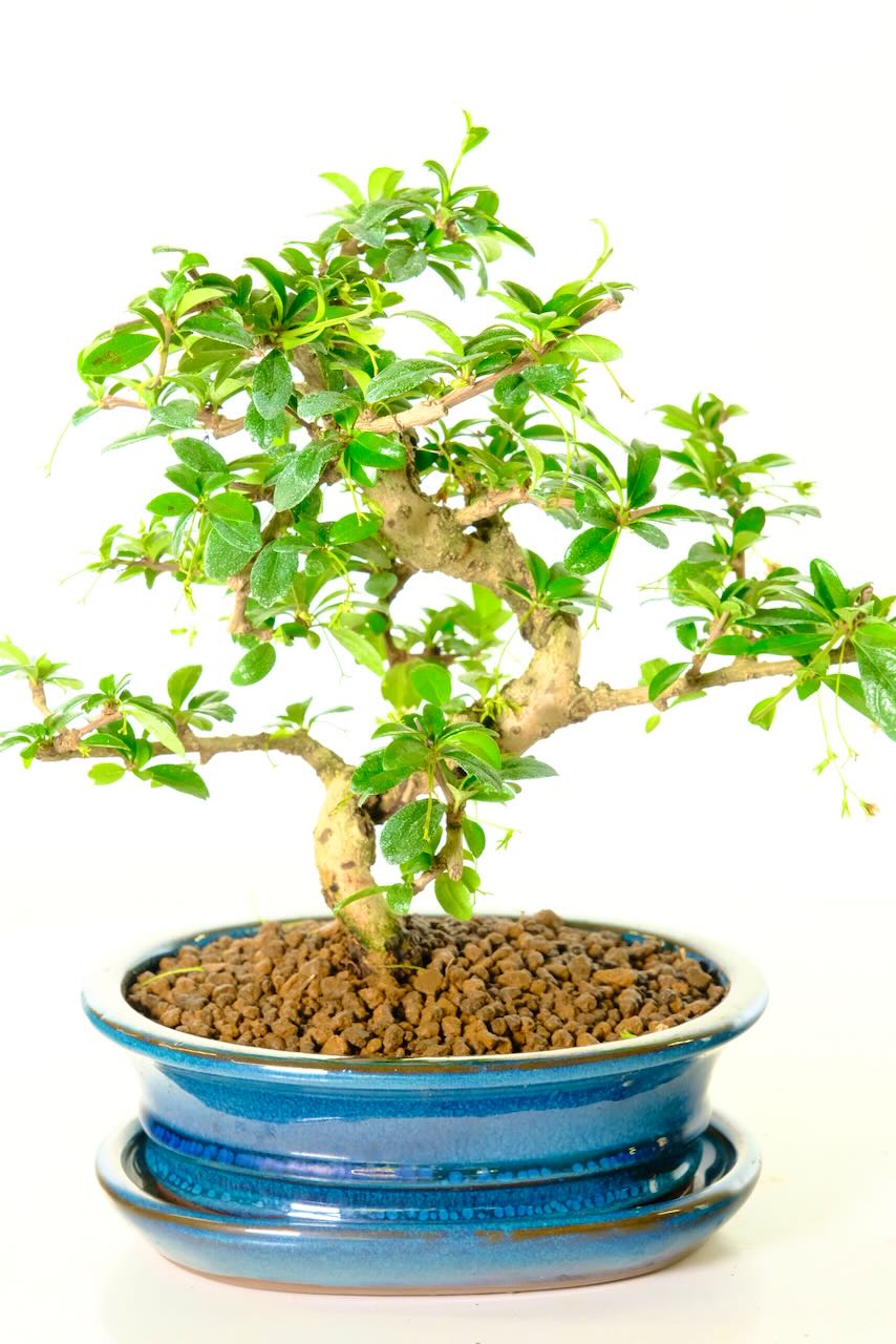 The white flowers are depicted by the teal glaze of the pot