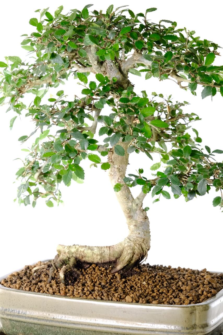 Exceptional Styling from highly refined branches, gentle trunk movement and lush canopy of evergreen leaves. Cool, Character Styling with remarkable root flare