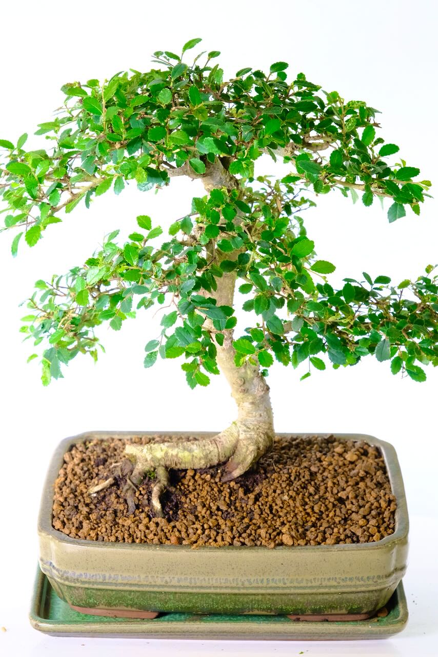 Special Chinese Elm Bonsai Tree | .