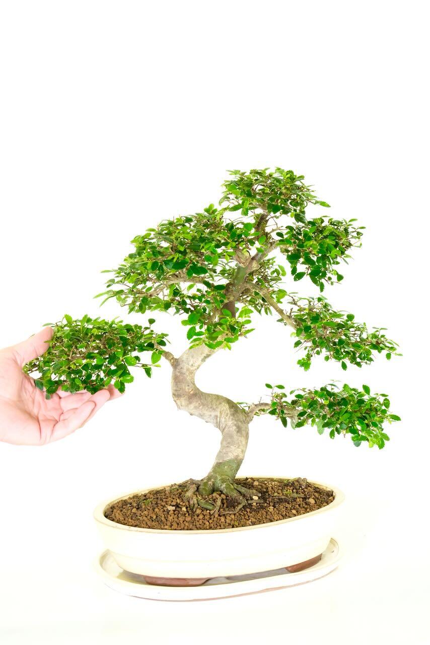 FREE fast bonsai tree delivery available