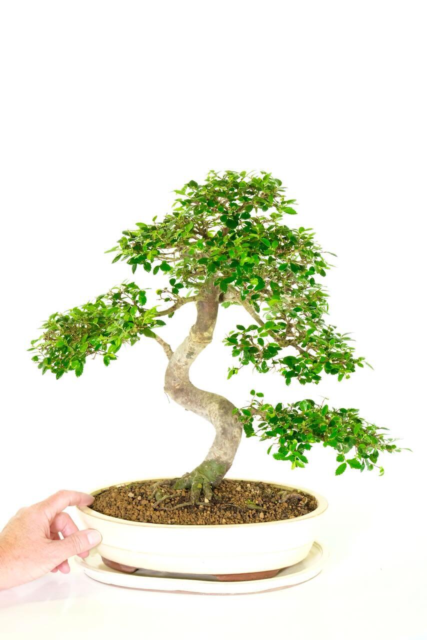 Impressive beginners Chinese Elm - Ulmus parvifolia bonsai tree for sale