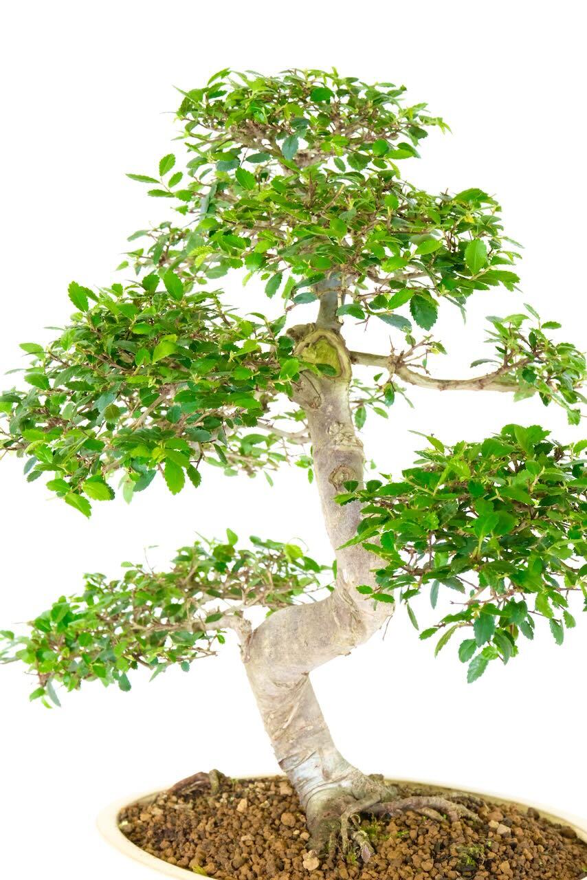 Showing the clean lines and neat foliage pads