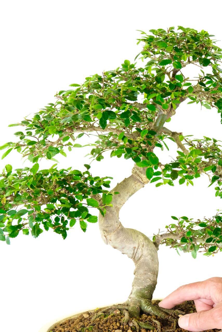 Large 21 year old Easy Care Chinese Elm Bonsai
