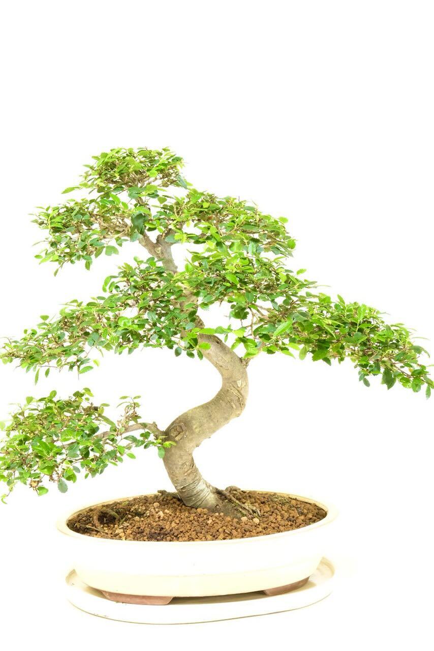Spectacular Powerful Chinese Elm Indoor Bonsai UK
