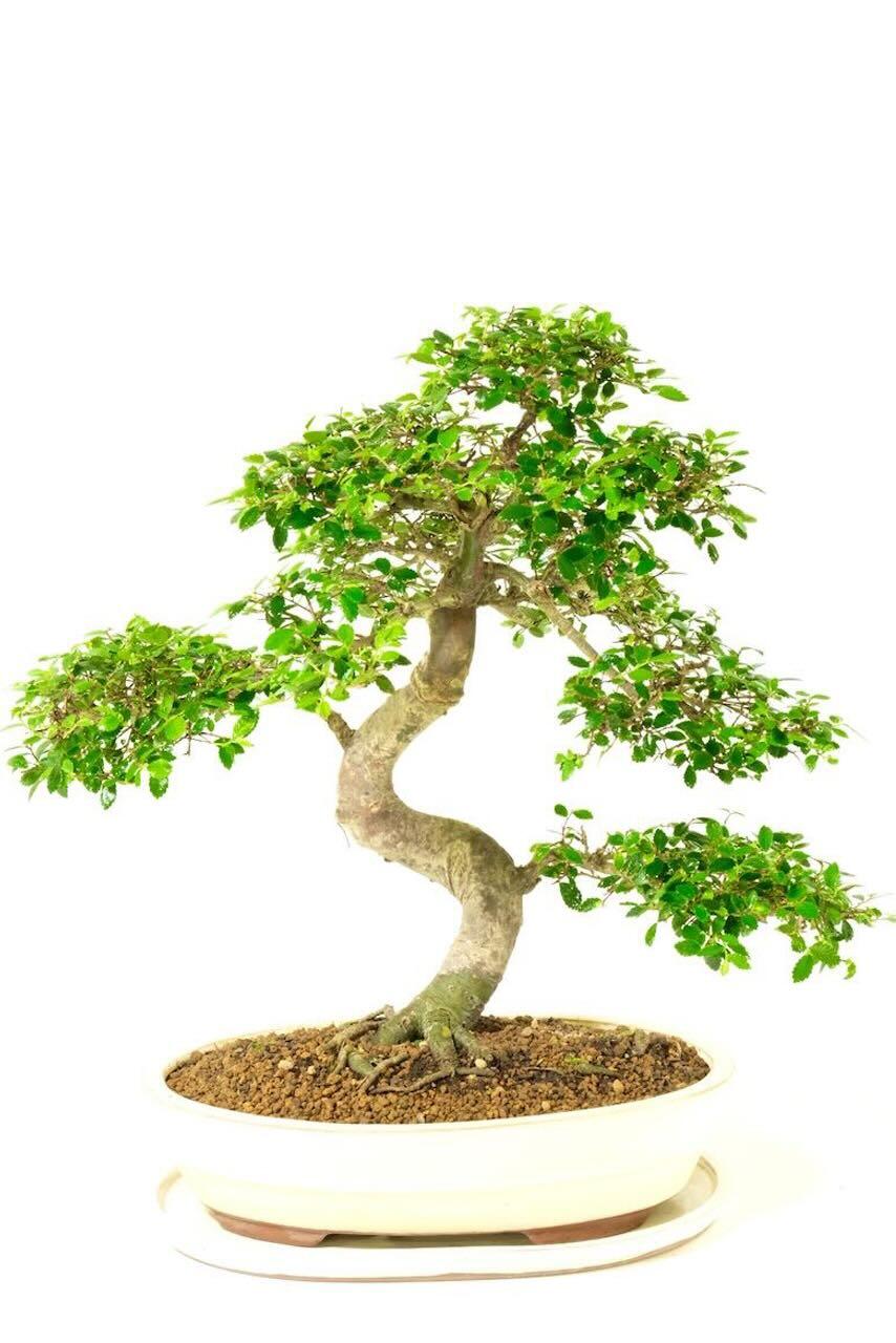 Powerful Elm bonsai for Sale