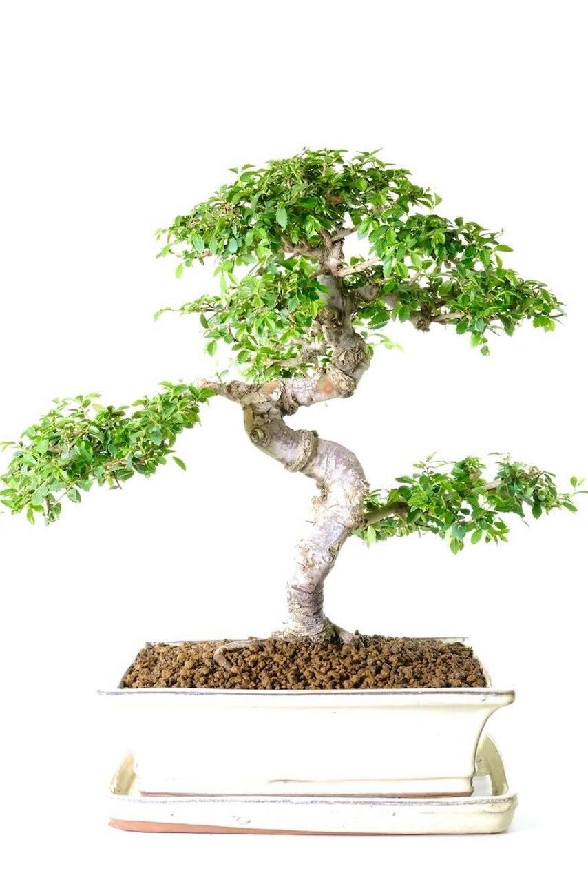 Spectacular Chinese Elm Bonsai Specimen - A Truly Sensational Beginners Tree