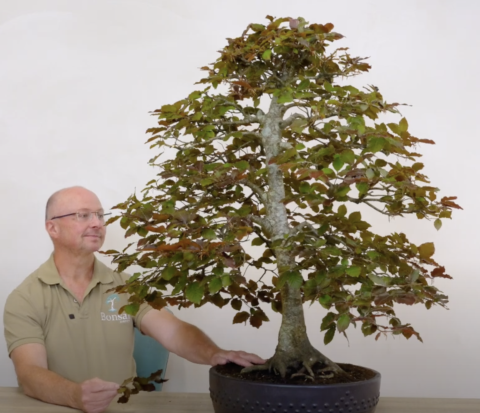Purple Beech Bonsai Bonsai expert Lloyd Noall with this magnificent 60 year old Purple Beech bonsai tree
