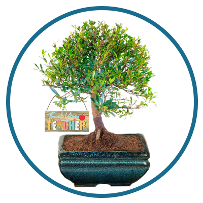 Bonsai Tree Teacher Gifts