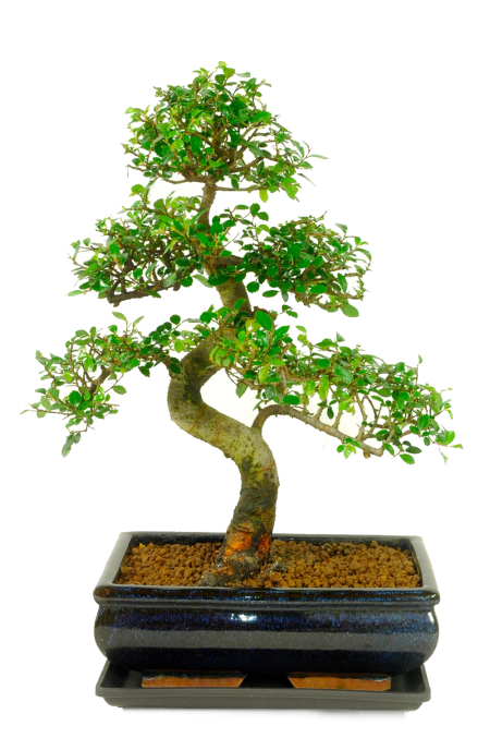 Large 16-Year-Old Chinese Elm Bonsai Tree | Indoor Bonsai in Blue Ceramic Pot
