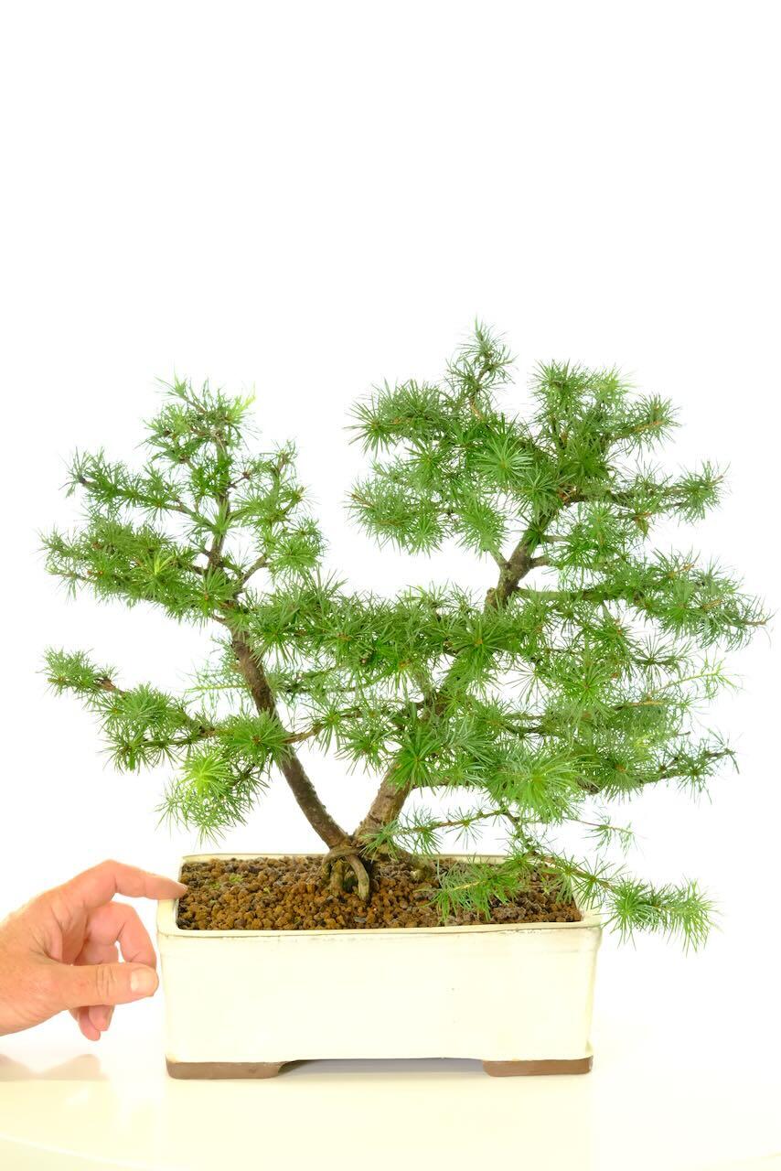 17-Year-Old Twin Trunk Larch Bonsai Tree