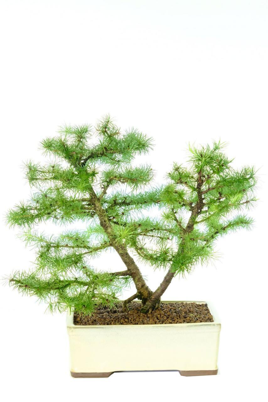 Impressively-Designed Outdoor Larch Bonsai with Twin Trunks