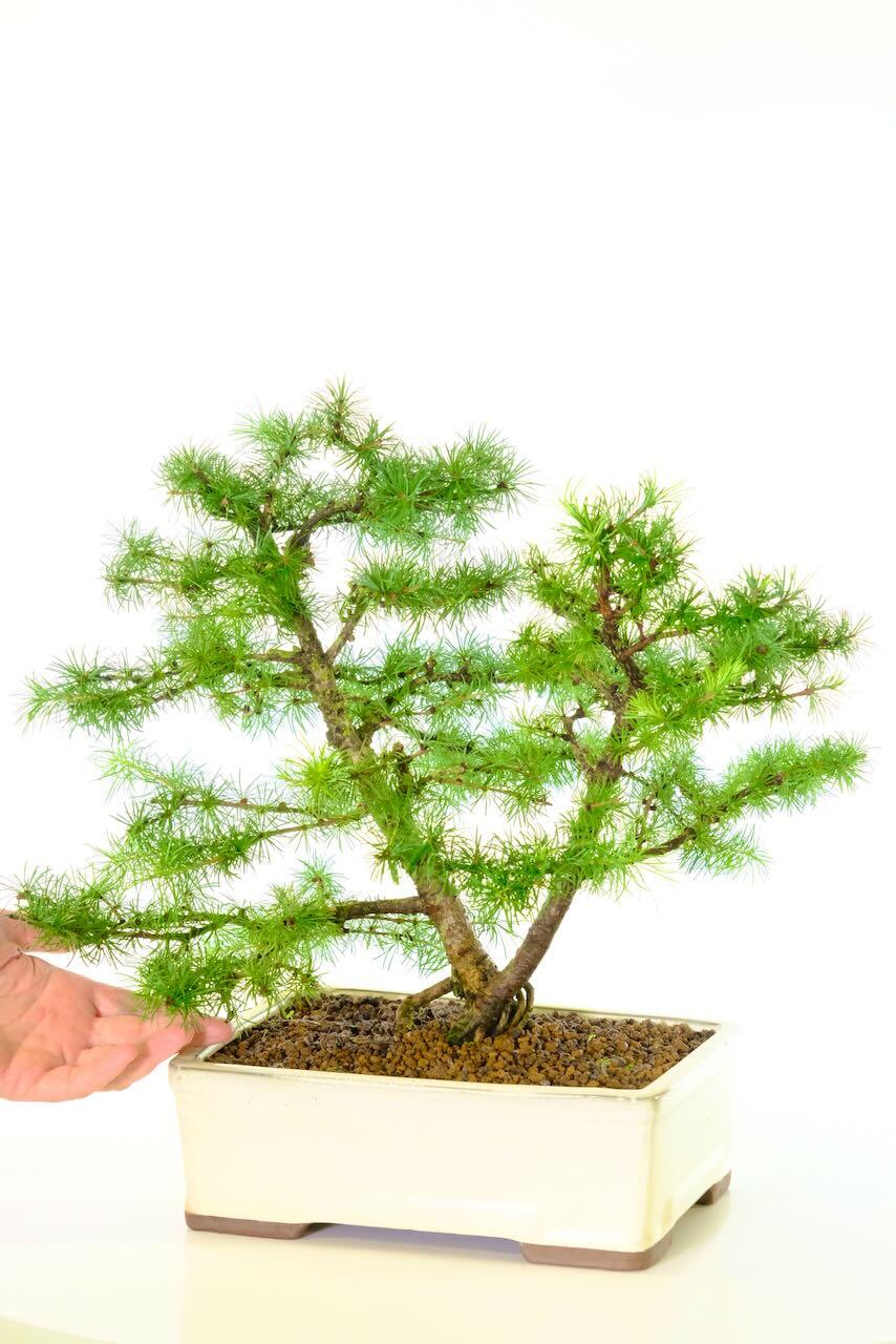 European Larch Bonsai in Ivory Cream Ceramic Pot | Twin Trunked with Graceful Appearance