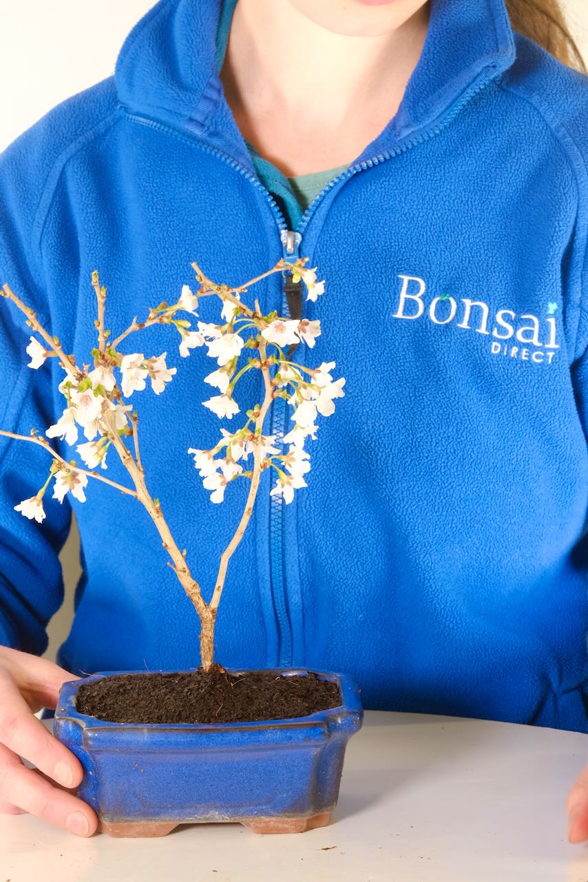Pretty Cherry Blossom outdoor bonsai tree for sale UK