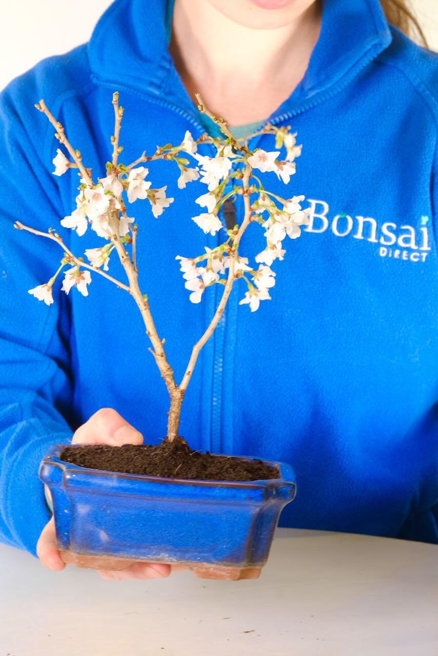 Royal blue ceramic pot & free UK delivery!