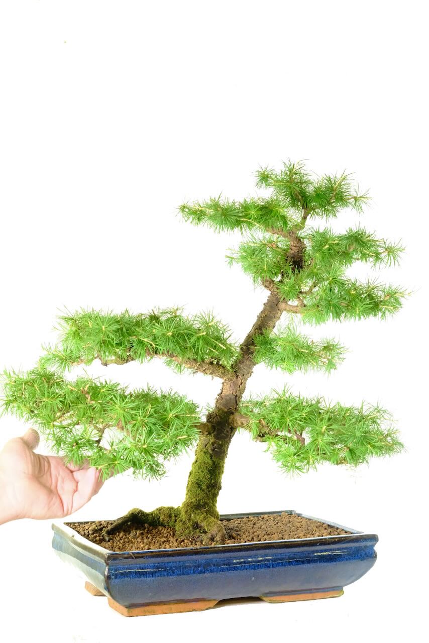 Powerful trunk girth of this very impressive larch tree bonsai