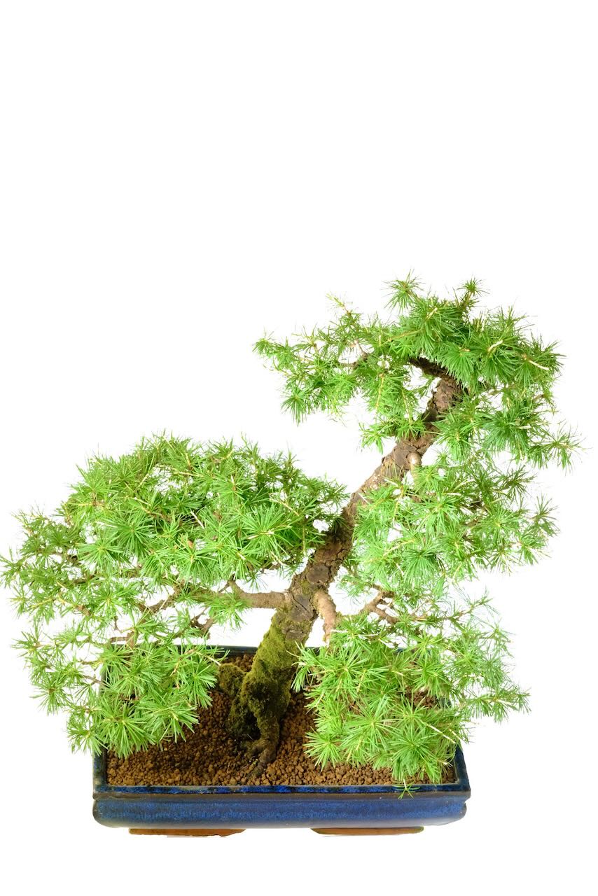 Looking from above this Larix bonsai tree