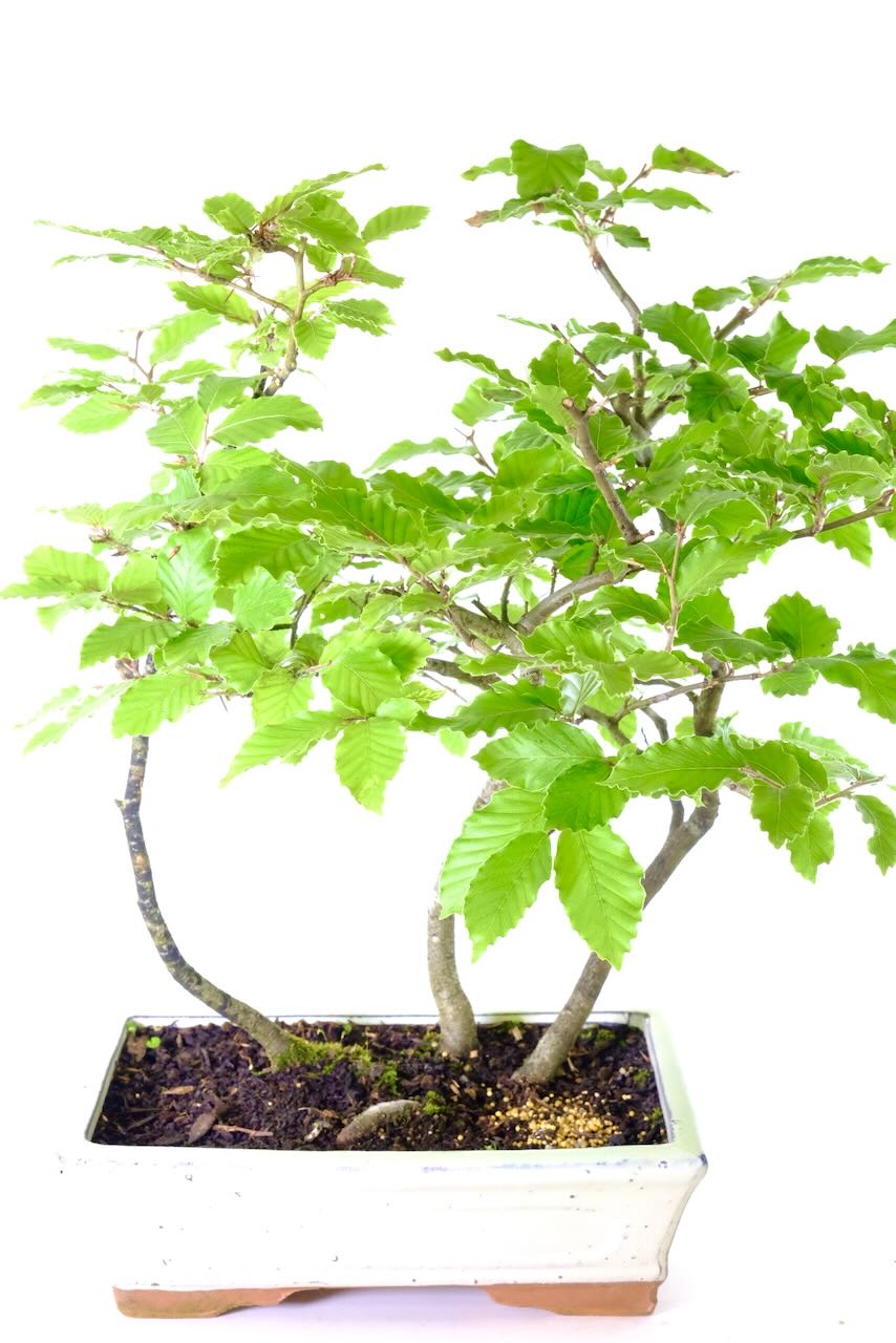 Beech Bonsai Forest - A Beautiful Copse Starter Bonsai