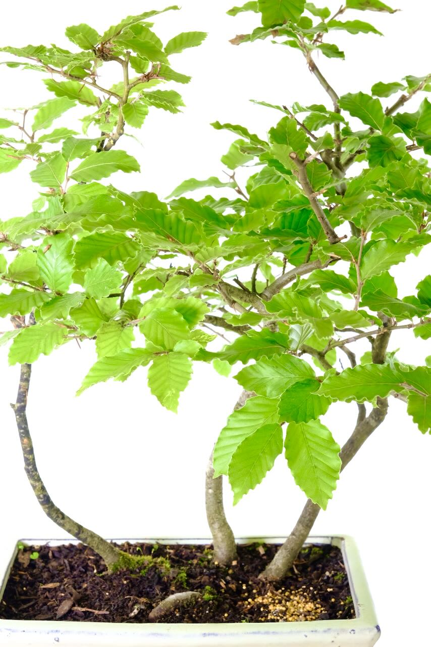 Semi-Trained Beech Bonsai Forest | Hardy Native Bonsai with Beautiful Leaves