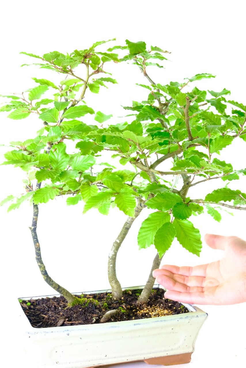 Mini copse bonsai | Hardy for the garden