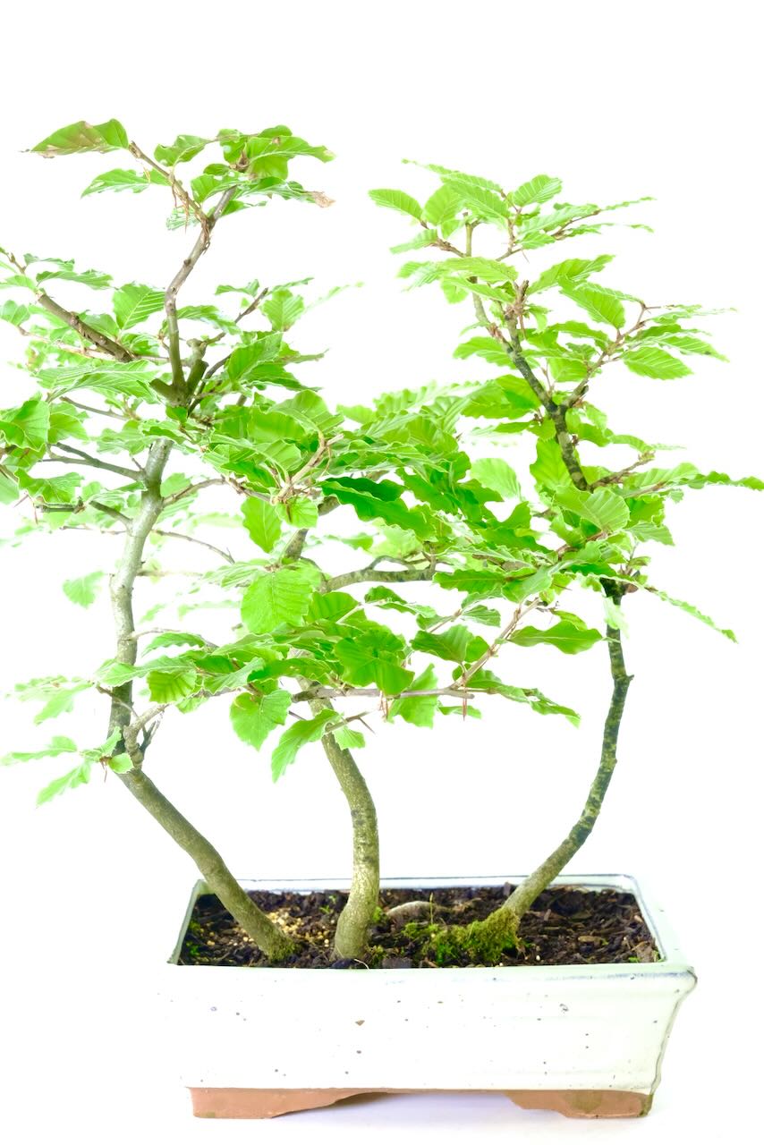 Semi-Trained Beech Bonsai Forest | Hardy Native Bonsai with Beautiful Leaves