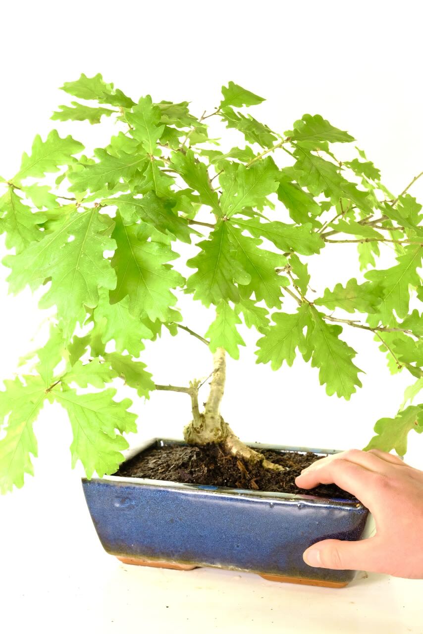 Potted in a Classic Deep-Blue Glazed Ceramic Pot. This rich, deep-blue pot enhances the tree’s natural tones, adding modern elegance while anchoring the bonsai in timeless style.