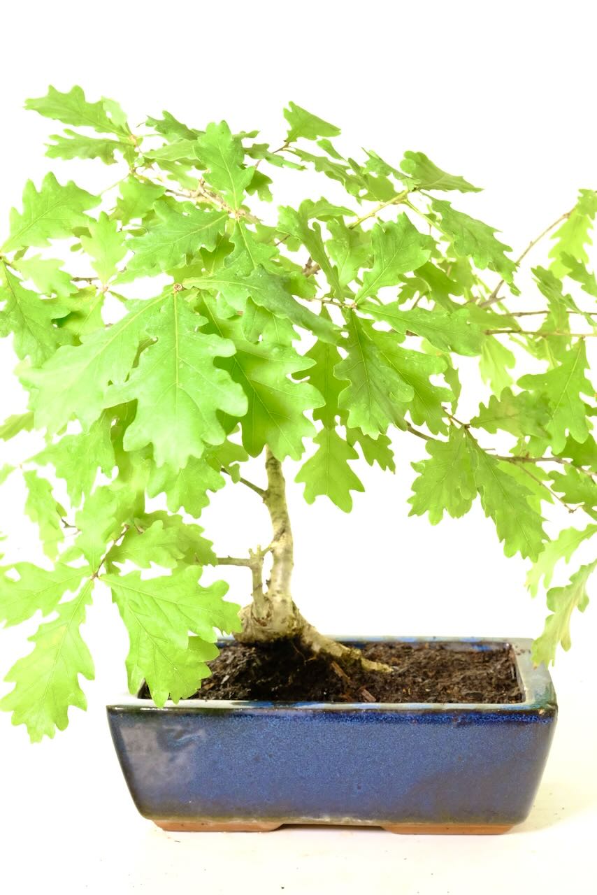 Majestic 12-Year-Old English Oak Bonsai – Natural Strength, Refined Beauty. With a strong trunk, lobed foliage, and commanding presence, this bonsai captures the enduring spirit of the mighty Oak in miniature form.