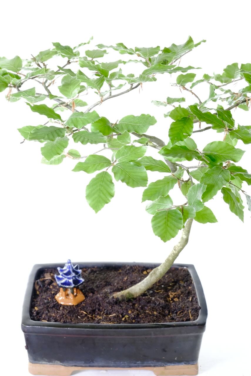 Superb Branch Placement & Characterful Structure