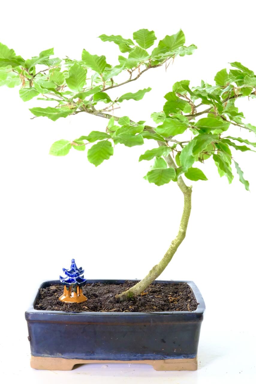12-Year-Old Beech Bonsai Tree – Striking, Hardy & Beautifully Mature