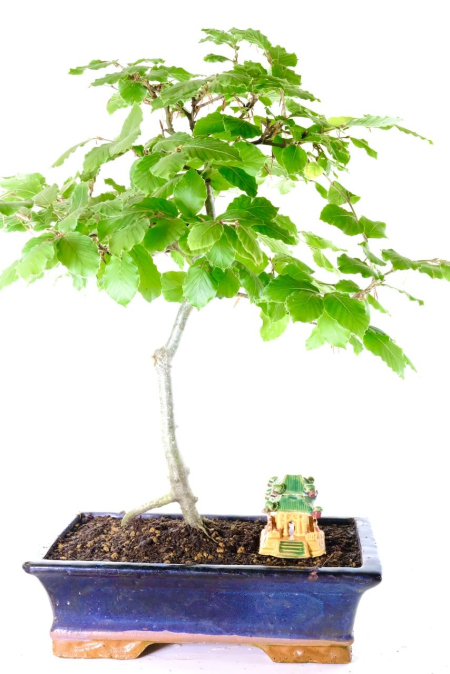 Hardy Beech Bonsai Tree | Large & Impressive with Beautiful Leaves