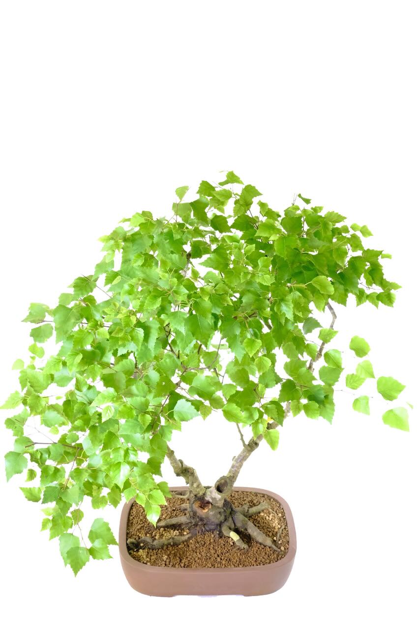 Lush canopy of heart shaped leaves