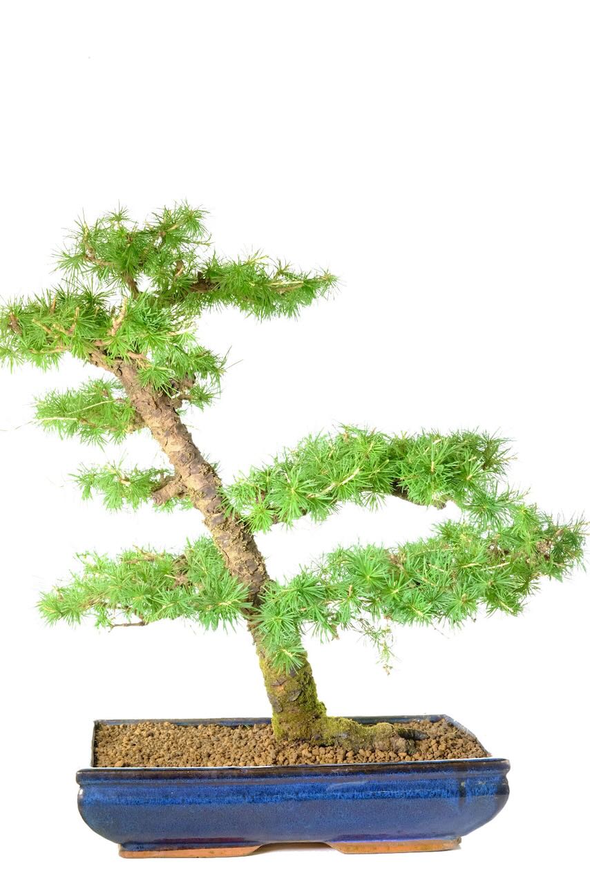 Awesome Impressive Powerful Larch Bonsai Tree | 25 years old
