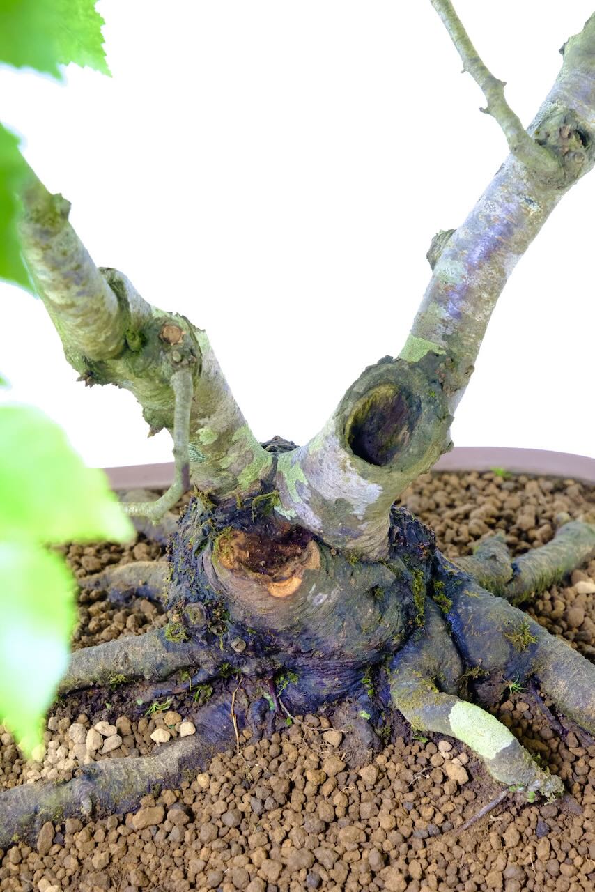 The Uros - hollows it he trunk