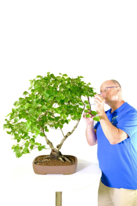 Silver Birch Bonsai Specimen | 30 years old