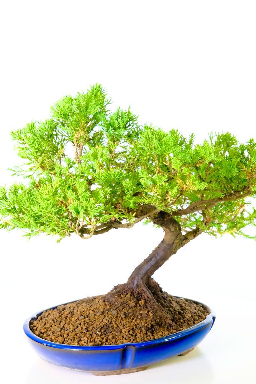 Truly phenomenal trunk flow