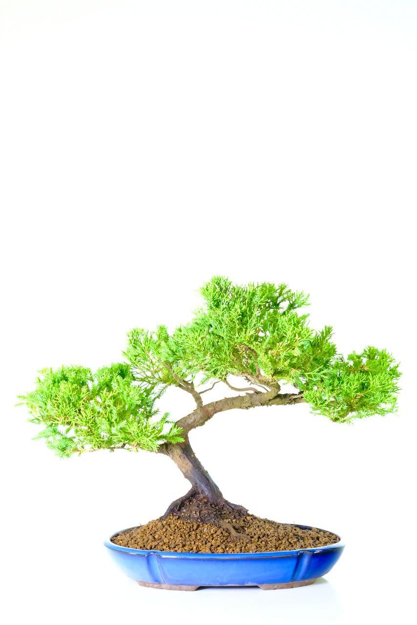Evergreen Chinese Juniper Bonsai Specimen | 30 years old